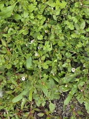 author not stated, no rights reserved Gratiola sexdentata, photograph author not stated, no rights reserved