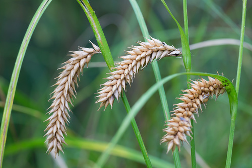 Photograph of Carex Sect. Vesicariae