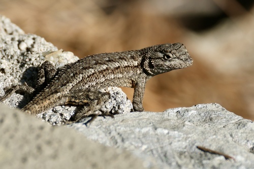 Western Fence Lizard