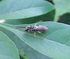 Pseudagapostemon