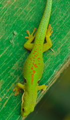 Phelsuma quadriocellata