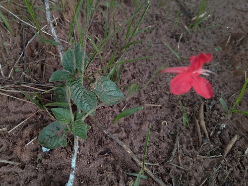 Ruellia elegans, photograph 3