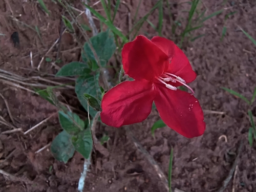 Ruellia elegans, photograph 4