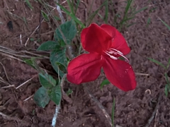 (c) Carlos Otávio Gussoni, some rights reserved (CC BY) Ruellia elegans, photograph (c) Carlos Otávio Gussoni, some rights reserved (CC BY)