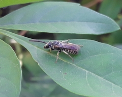 Pseudagapostemon
