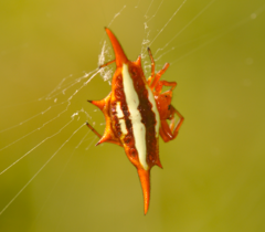 Gasteracantha versicolor