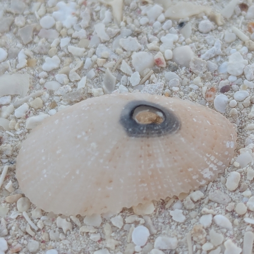 Cancellate Fleshy Limpet