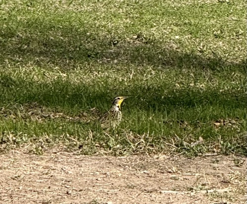 iNaturalist observation 2026-03-03