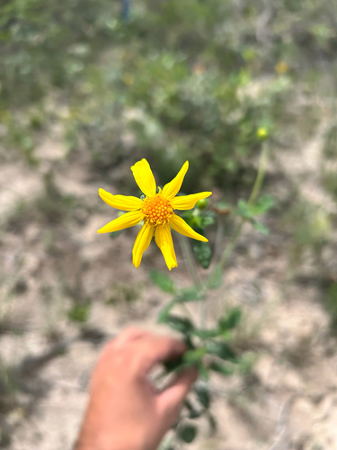 Calea melissifolia