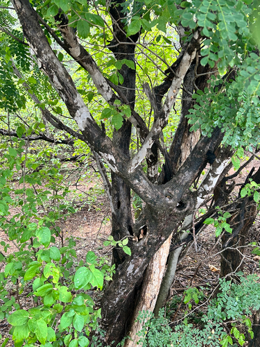 Cenostigma pluviosum sanfranciscanum