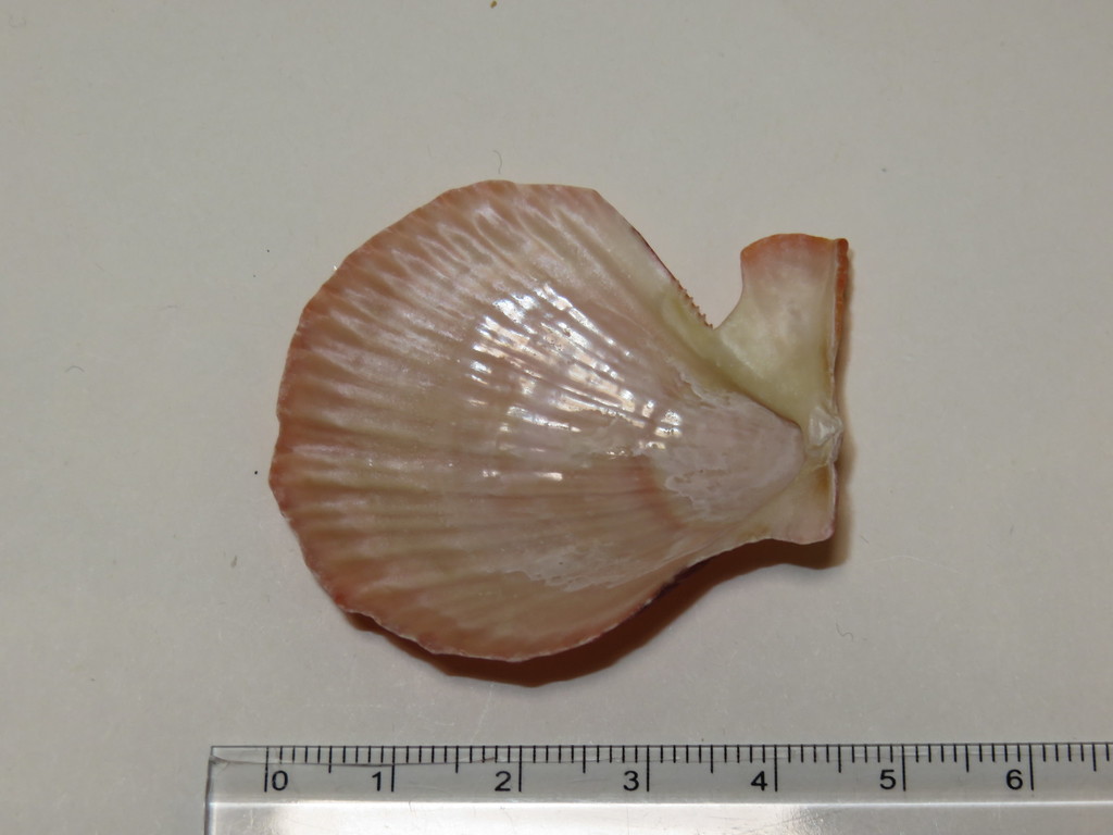 Chinese scallop