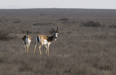 Gazella subgutturosa