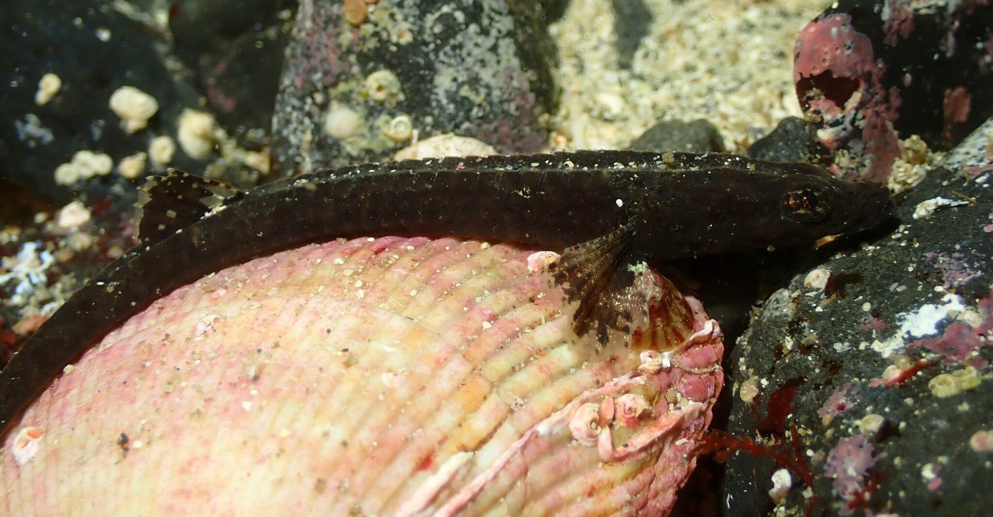 Smooth Alligatorfish photo 5