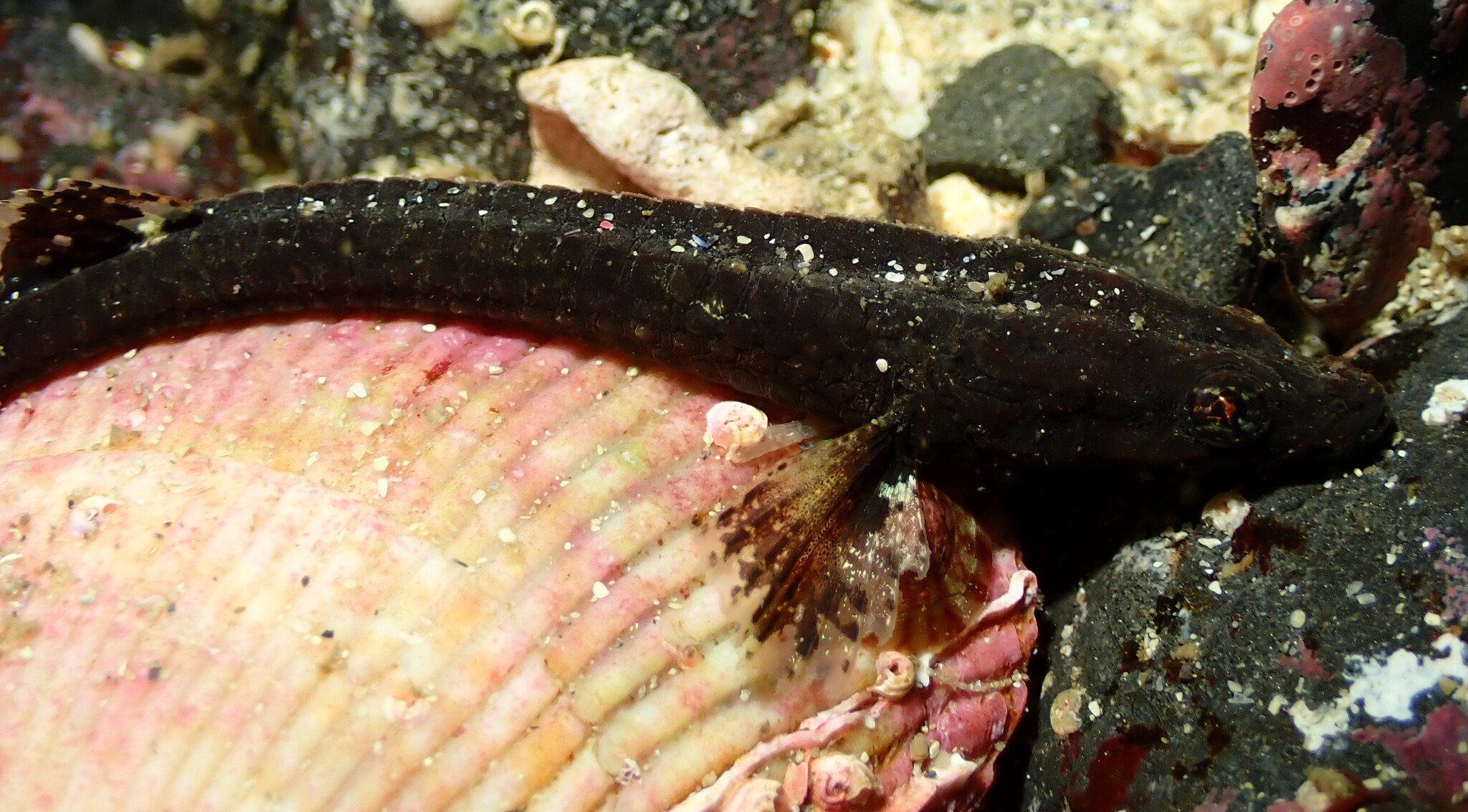 Smooth Alligatorfish photo 6