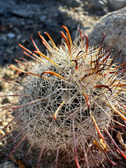 Cochemiea hutchisoniana, photograph (c) Melanie J. Davis, some rights reserved (CC BY)