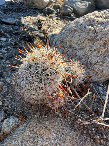 Cochemiea hutchisoniana, photograph 4