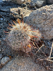 Cochemiea hutchisoniana, photograph (c) Melanie J. Davis, some rights reserved (CC BY)