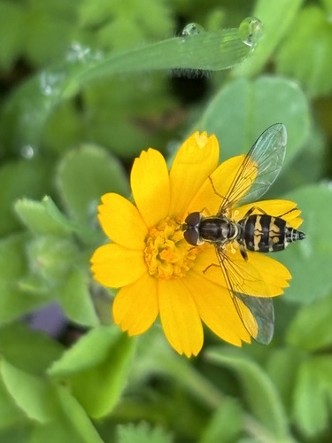 Unknown species found near Sonoma County, CA, USA