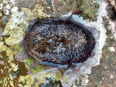 Bunodosoma californica