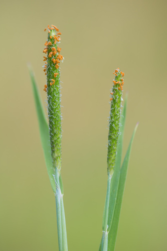 Alopecurus aequalis iNat (1)