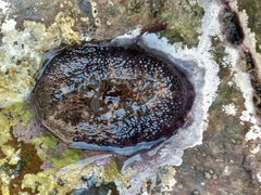 Bunodosoma californica