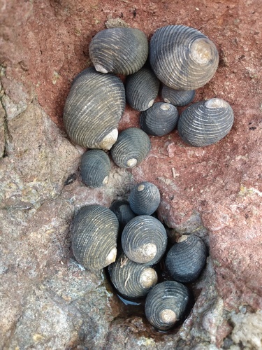 Rough-ribbed Nerite