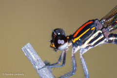 Chalcopteryx