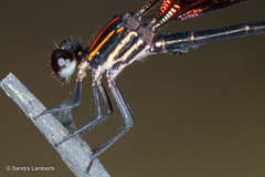 Chalcopteryx