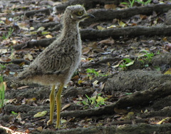 Burhinus capensis capensis