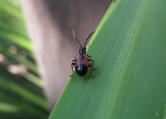 Neolema dorsalis orbignyi