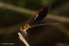 Chalcopteryx