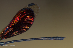 Chalcopteryx