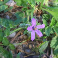 Erodium