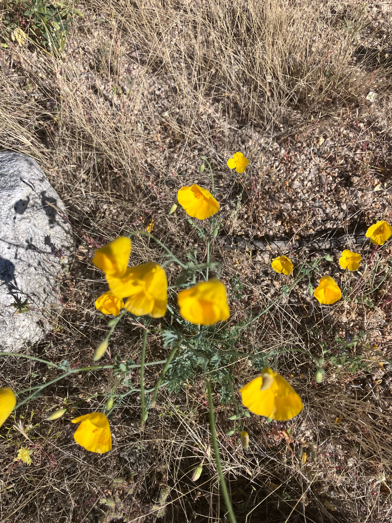 Joshua Tree Poppy (Eschscholzia androuxii)