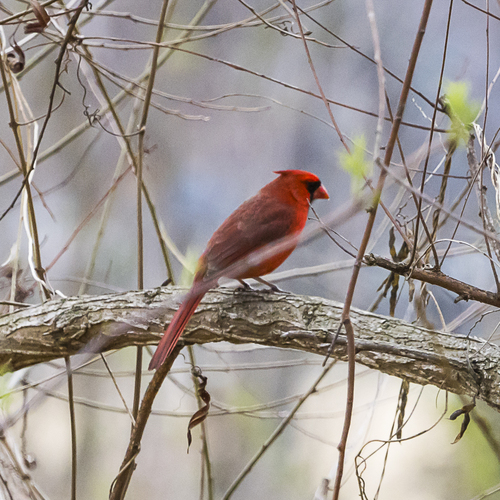 Northern Cardinal