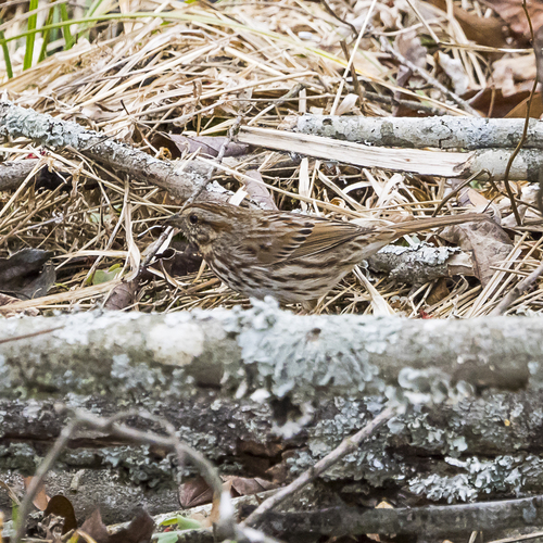 Song Sparrow