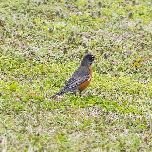 American Robin