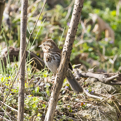 Song Sparrow