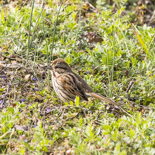 Song Sparrow