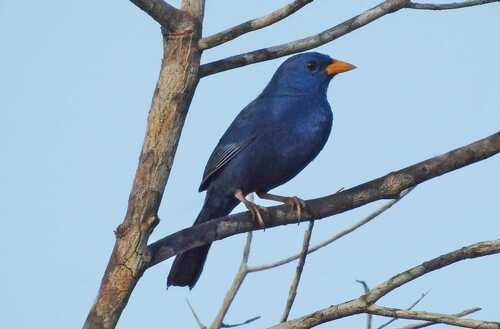 Blue Finch