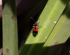 Neolema dorsalis orbignyi