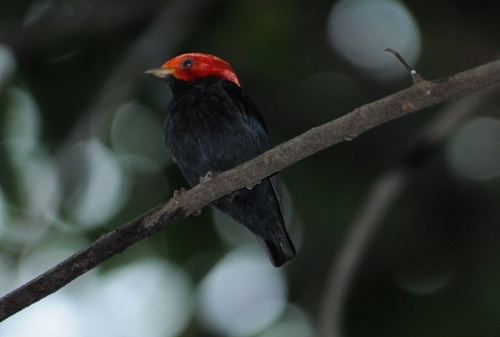 Red-headed Manakin