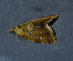 Pseudargyrotoza conwagana