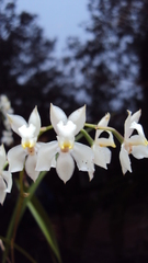 Cuitlauzina pulchella
