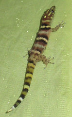 Sphaerodactylus copei