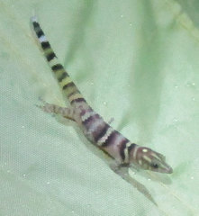 Sphaerodactylus copei