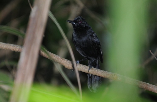 Fringe-backed Fire-eye (Pyriglena atra), photo 6