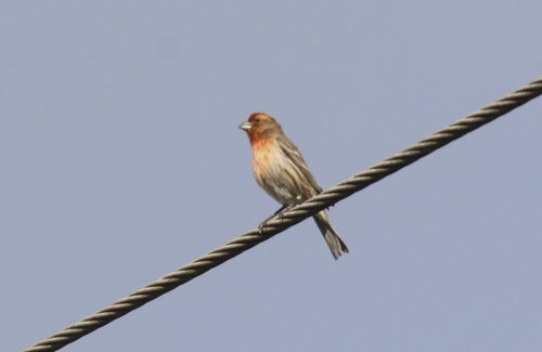 House Finch