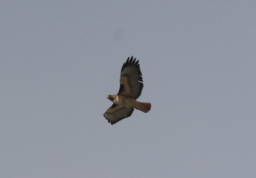 Red-tailed Hawk