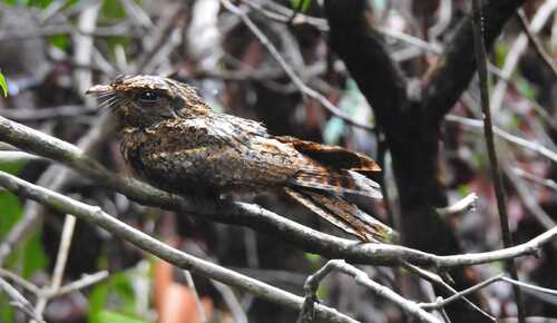 Rufous Nightjar